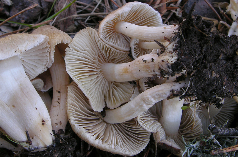 Inocybe sp.